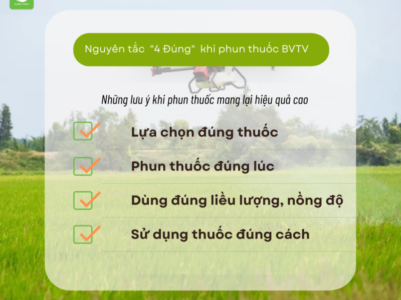 Bỏ túi nguyên tắc “④ ĐÚNG” mang lại hiệu quả trong phòng trừ sâu bệnh, bảo vệ lúa xuân