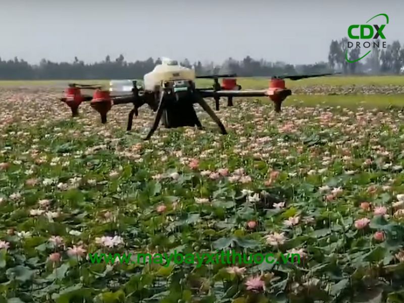 Máy bay phun thuốc bảo vệt thực vật cho sen tại Đồng Tháp